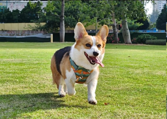 Corgi