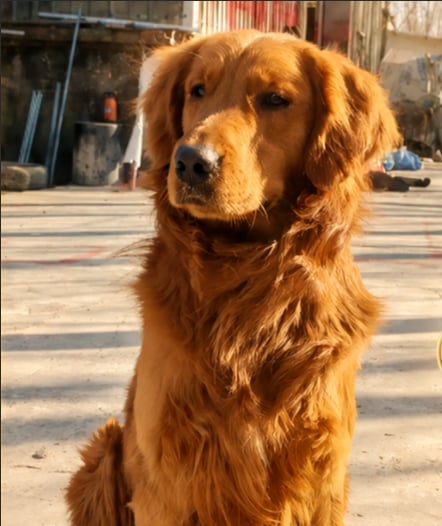 Golden Retriever