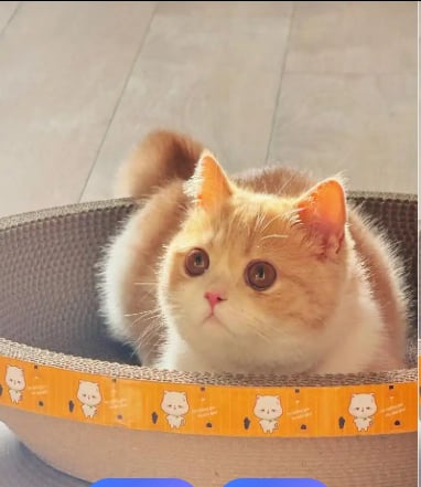 Munchkin Cat