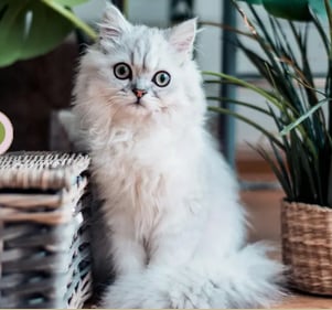 Persian Cat